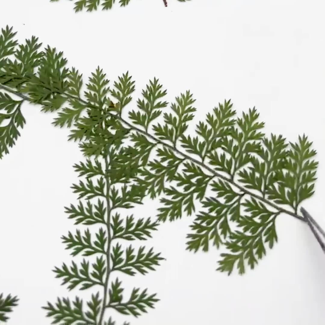 100 pièces de spécimens de feu - Resin Craft Ideas avis et prix